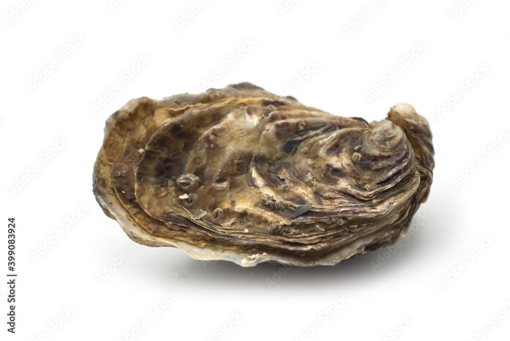Closeup of closed Oyster on white background Closeup of closed Oyster on white background