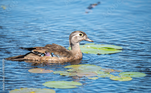 Wood Ducks Swimming in Pond
