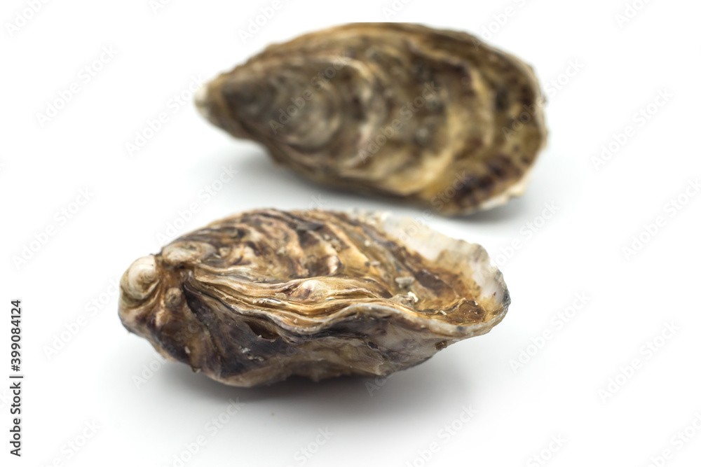 Closeup of closed Oysters on white background Closeup of closed Oysters on white background