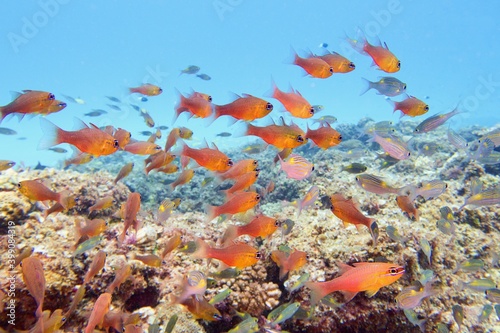 Beautiful tropical coral reef with shoal of Goldbelly Cardinalfish   Apogon apogonides 