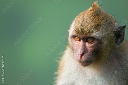 Photography Long tailed macaque monkey portrait - The crab-eating macaque (Macaca fascicular