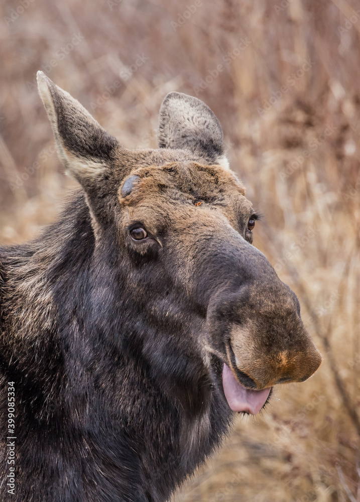 Fototapeta premium spring round bull moose drinking 