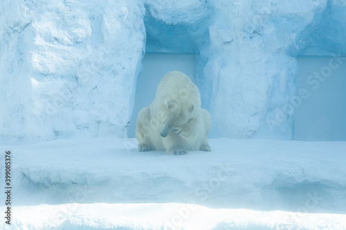 White polar bear on ice. Blue and white background. © noishoot