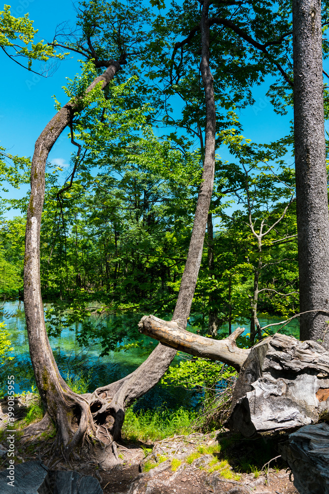 Tree trunks in Plitvice Lakes National Park, Croatia