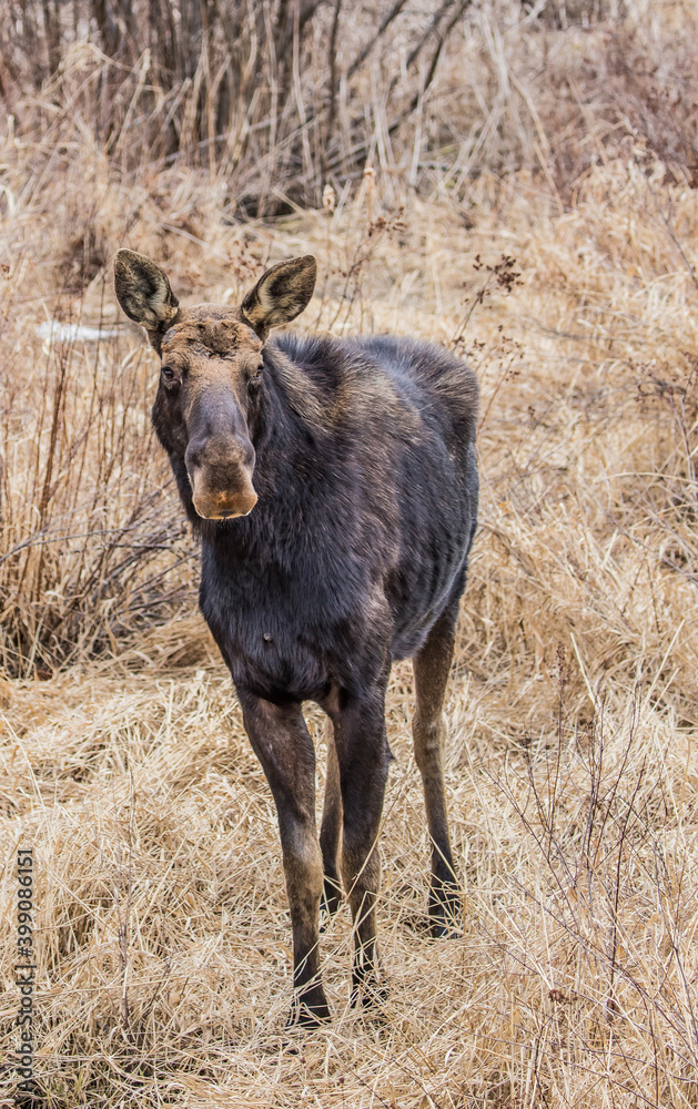 spring round bull moose drinking spring round bull moose drinking