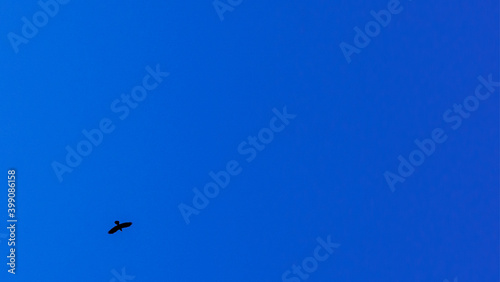 Bare tree branches and a large group of birds, flying against blue sky. Flying bird silhouettes. Space for text.