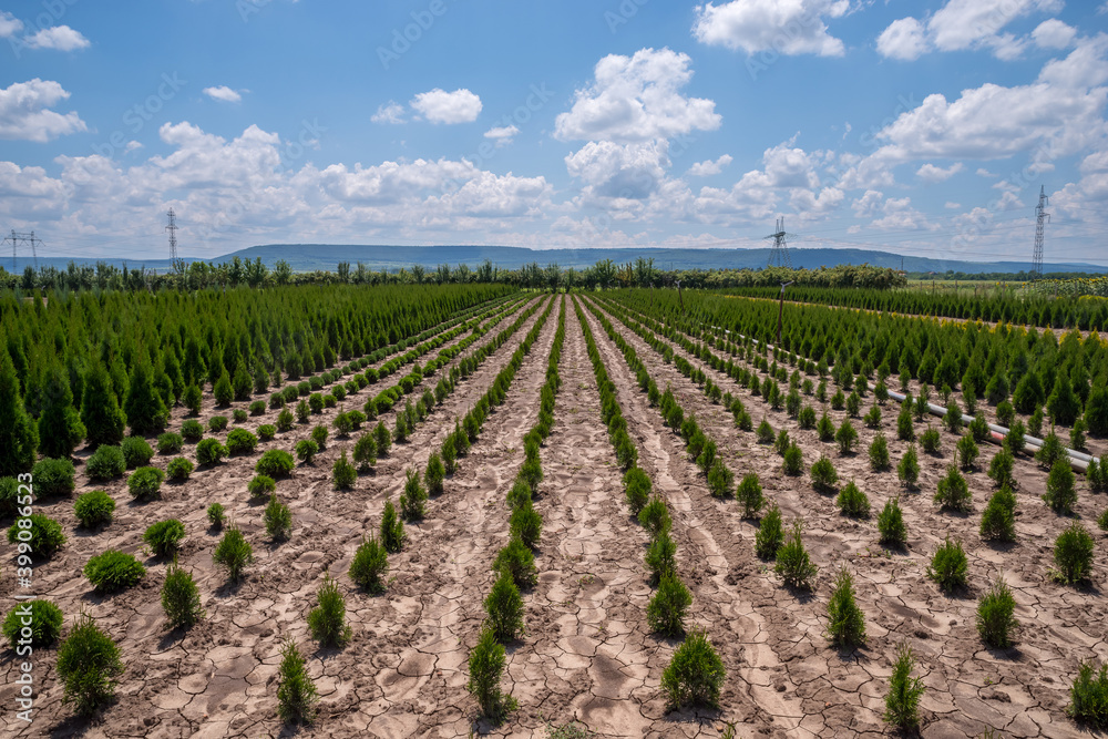 Plant nursery in Bulgaria.