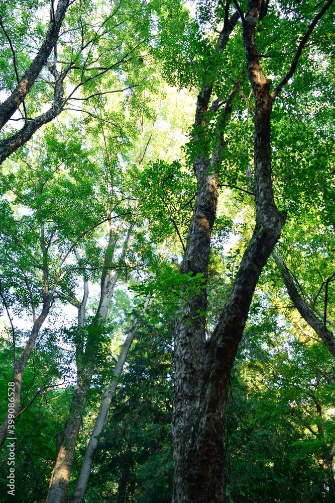 Naklejka premium 青々とした木々