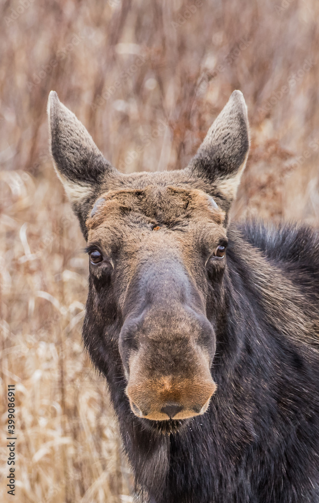 spring round bull moose drinking spring round bull moose drinking