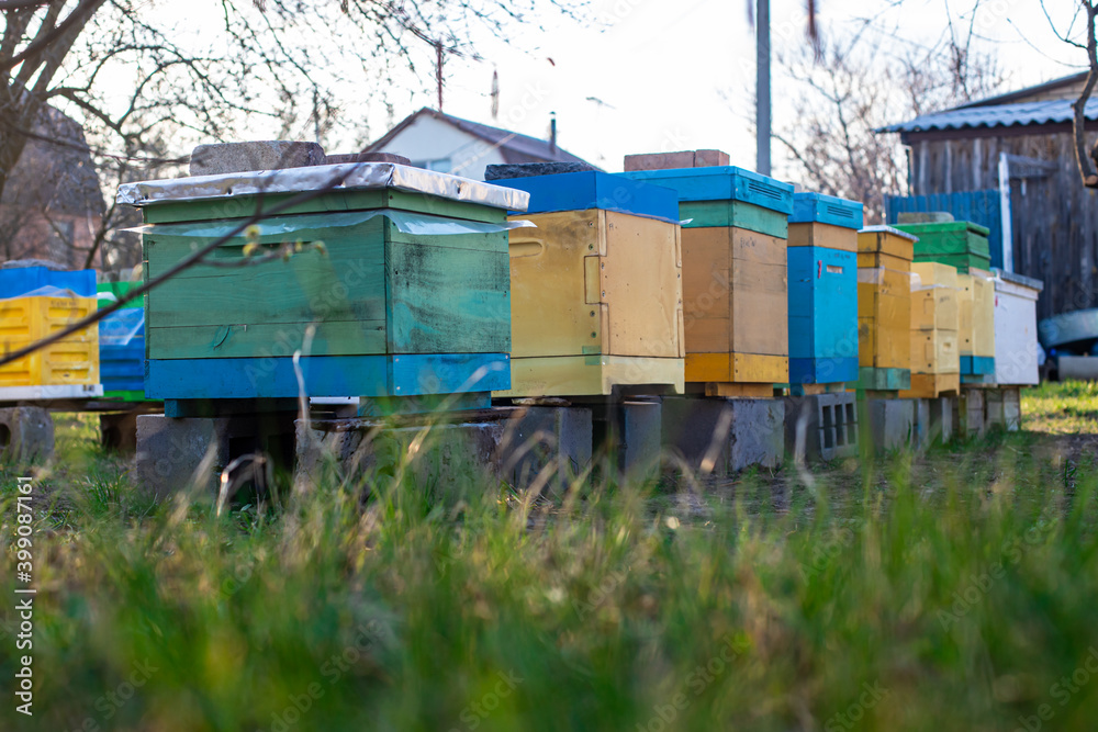Colorful wooden and plastic hives against blue sky in summer. Apiary standing in yard on grass. Cold weather and bee sitting in hive. Colorful wooden and plastic hives against blue sky in summer. Apiary standing in yard on grass. Cold weather and bee sitting in hive.