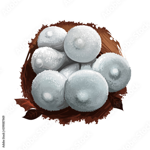 Photos Puffball mushroom closeup digital art illustration