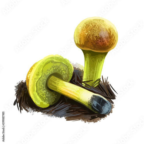 Pulveroboletus ravenelii, Ravenel or powdery sulfur mushroom closeup digital art illustration. Boletus has yellowish cap and body. Mushrooming season, plant of gathering plants growing in forests photo