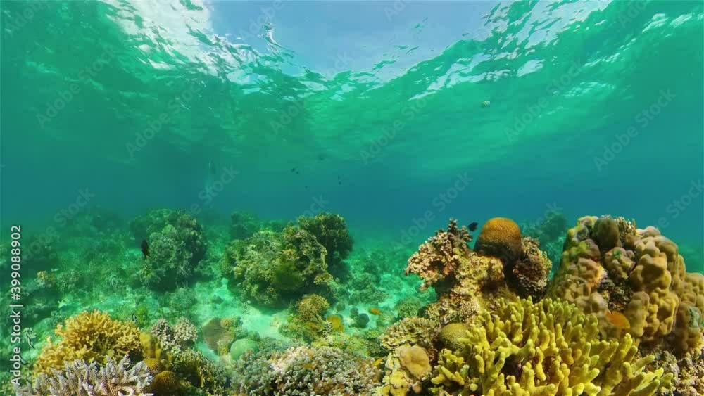 Coral reef underwater with fishes and marine life. Coral reef and tropical fish. Coral reef underwater with fishes and marine life. Coral reef and tropical fish.