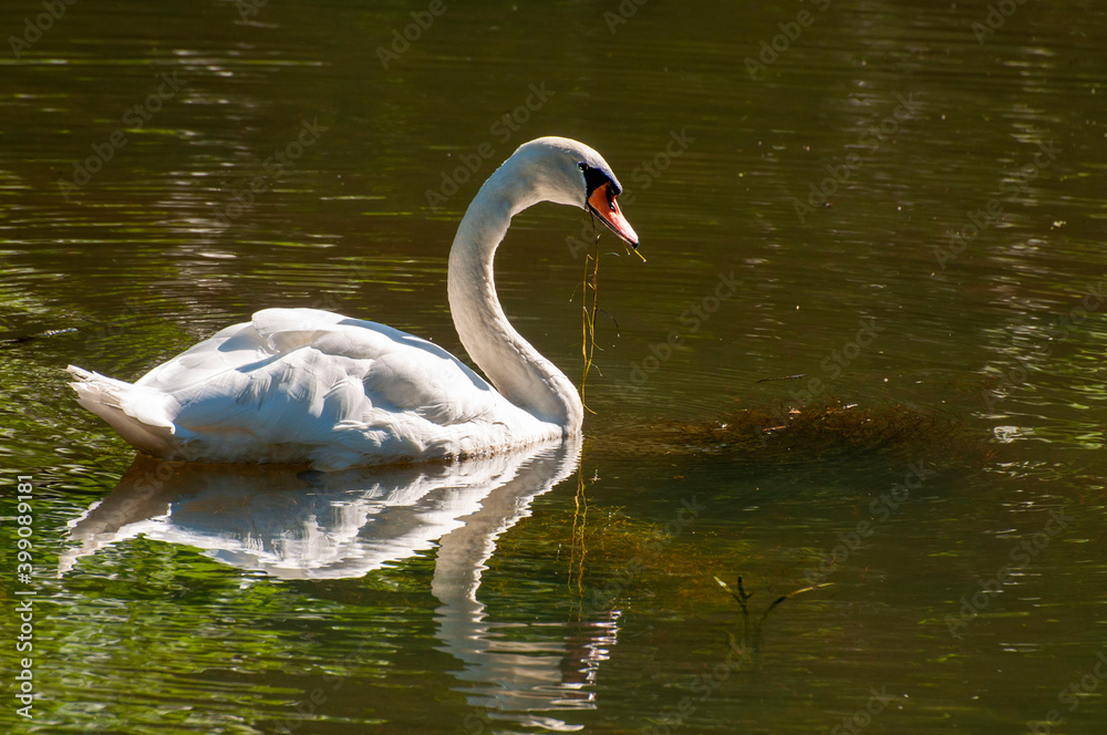 Fototapeta premium Swan Food