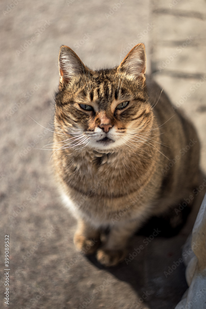 Cute gray cat close-up. Only the eyes and moustache are in focus, a selective focus. A gray tabby cat basks in the sun.