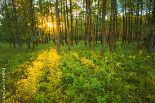 Sun Shining Through Trunks In Green Forest Over Fresh Grass. Summer Sunny Forest Trees. Woods In Sunlight
