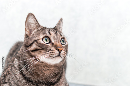 Portrait of a gray cat close-up on a gray background © anastas_