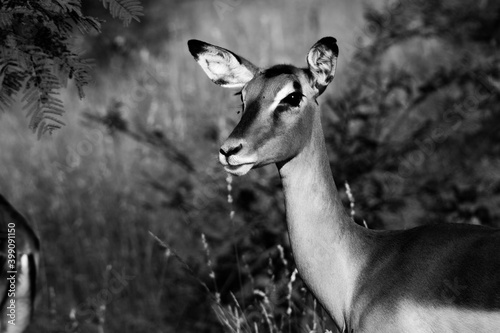 Impala photo