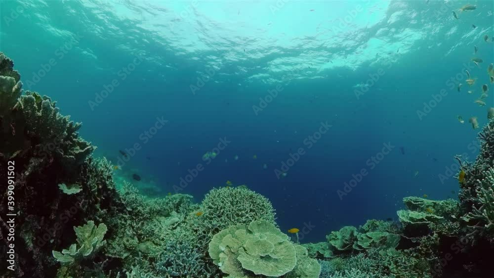 Tropical coral reef. Underwater fishes and corals. Philippines. Tropical coral reef. Underwater fishes and corals. Philippines.