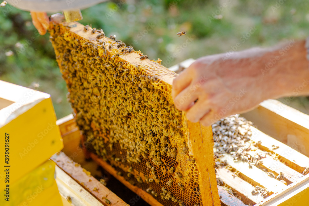 removed from hive bee frame. wooden bee hive frame , with few worker bees Apis mellifica. Capped brood cells and uncapped comb visible. removed from hive bee frame. wooden bee hive frame , with few worker bees Apis mellifica. Capped brood cells and uncapped comb visible.