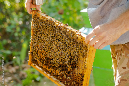 removed from hive bee frame. wooden bee hive frame , with few worker bees Apis mellifica. Capped brood cells and uncapped comb visible. photo