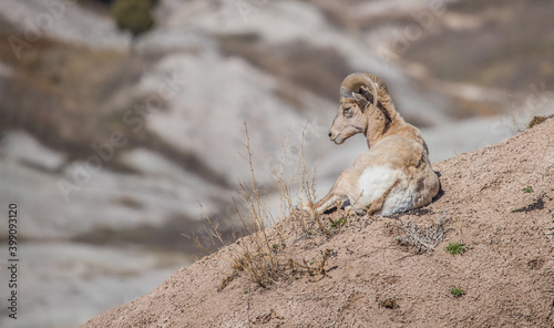 bighorn sheep in badlands