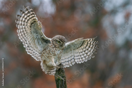 Burrowing owl (Athene cunicularia) landing on a branch with Wings Spread. Bokeh autumn background. 