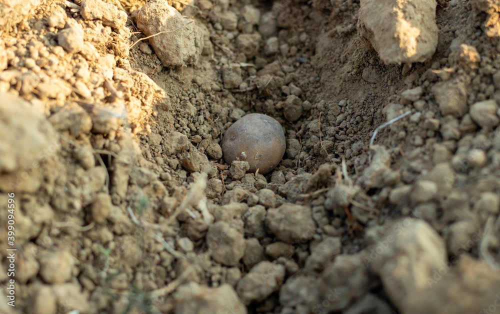 Small Potato in Dug Ground for Potato Cultivation in Agricultural Field