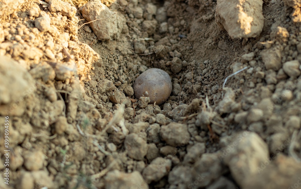 Small Potato in Dug Ground for Potato Cultivation in Agricultural Field Small Potato in Dug Ground for Potato Cultivation in Agricultural Field