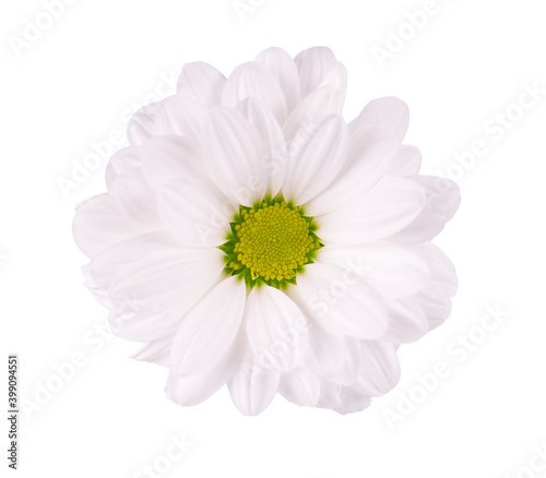 White chrysanthemum isolated on white backgrounds. Daisy flower. Top view.
