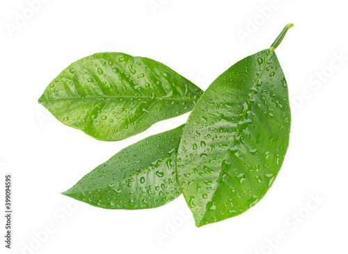 Lemon leaves with drops isolated on white background. Branch of citrus leaf. Part of tropical plant. Top view.
