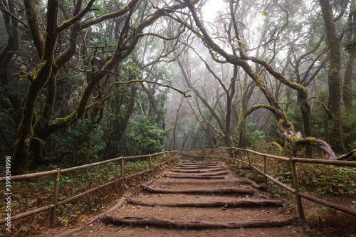 mystical forest  path trough laurel forest in la gomera  garajonay national park