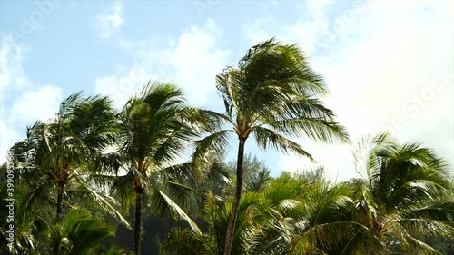 Hawaii palmtrees slomotion in daytime photo
