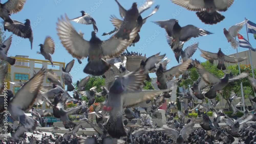 A daytime view of the statue of Capitain Gerardo Barrios in the heart of the historic district of San Salvador, El Salvador with many pigeons flying in front of it.