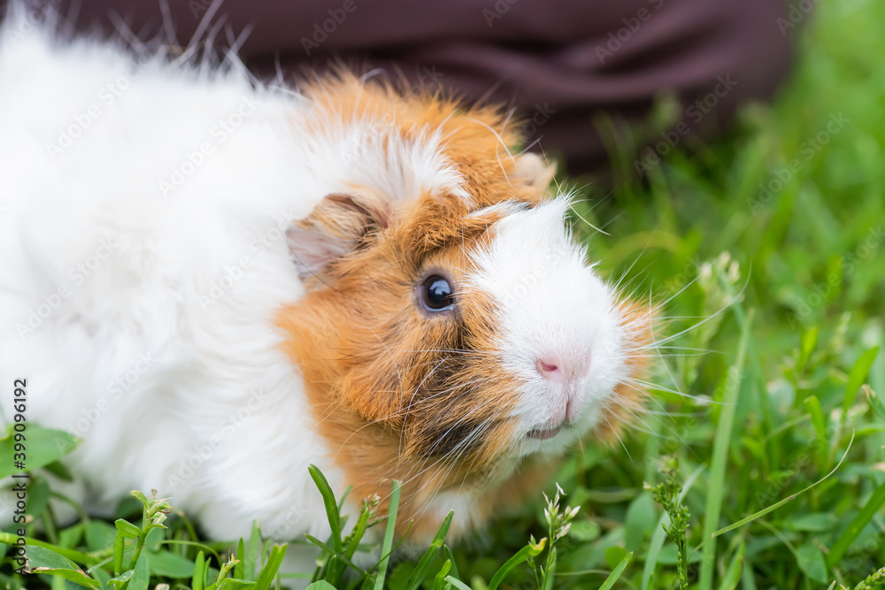 A small guinea pig walks on the grass in the summer. Natural animal feed. The danger of tick infection A small guinea pig walks on the grass in the summer. Natural animal feed. The danger of tick infection
