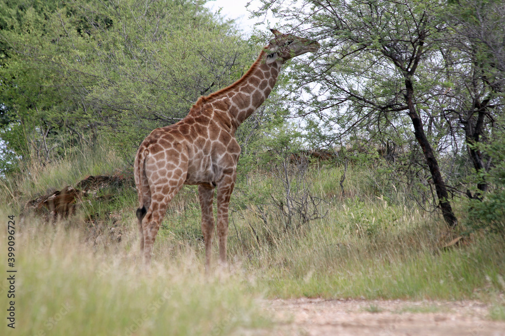 Giraffen im Daan Viljoen Game Park, Namibia Giraffen im Daan Viljoen Game Park, Namibia