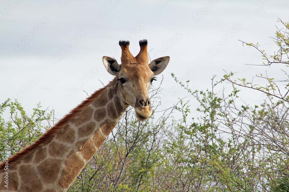 Giraffen im Daan Viljoen Game Park, Namibia