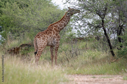 Giraffen im Daan Viljoen Game Park, Namibia photo