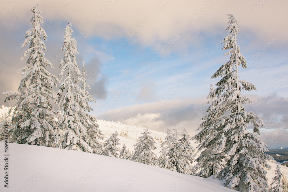 Fototapeta premium Charming winter trees in the Carpathians. Christmas trees covered with frost and snow. Frosty weather. Photo of greeting cards. Christmas background. 
