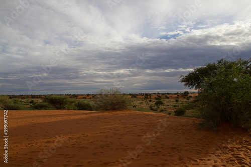 Kalahari nach der Regenzeit © Andreas