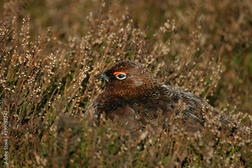 Fotografie Red Grouse on moorland, England, United Kingdom