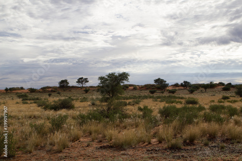 Kalahari nach der Regenzeit