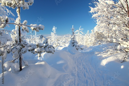 Verschneiter Winterwald in Finnisch Lappland