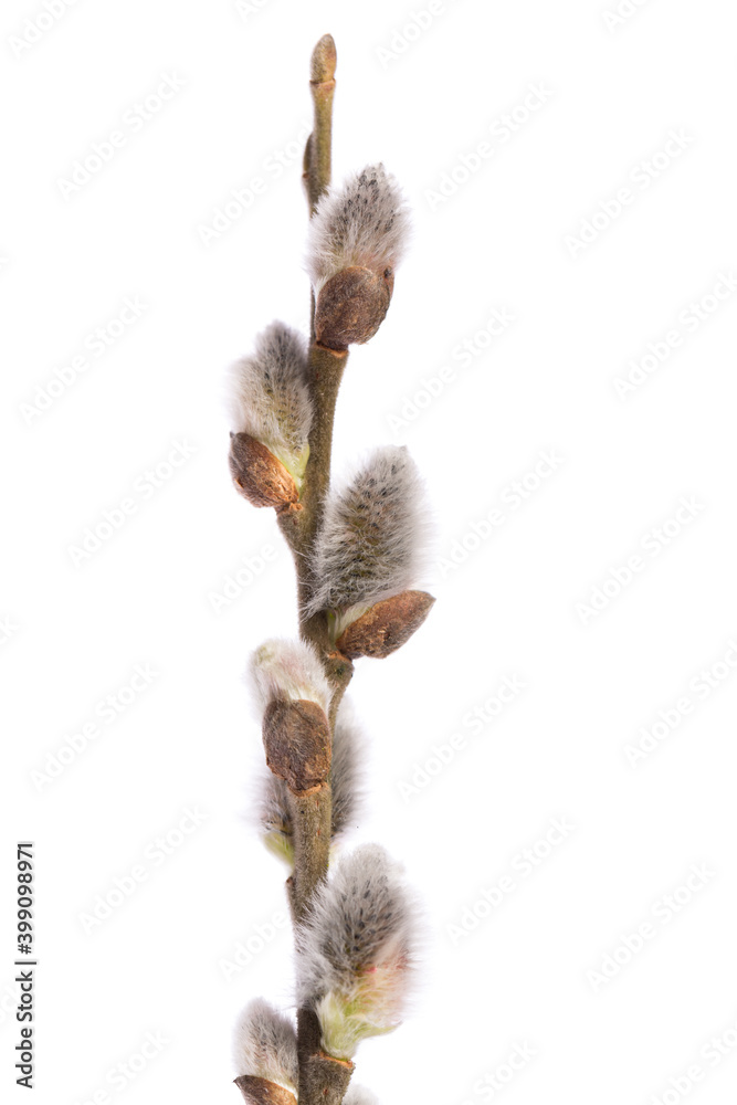 Fototapeta premium single pussy willow branch isolated on white background