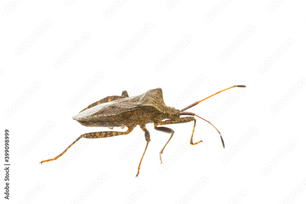 vertical view living adult dock bug (Coreus marginatus) isolated on white background vertical view living adult dock bug (Coreus marginatus) isolated on white background