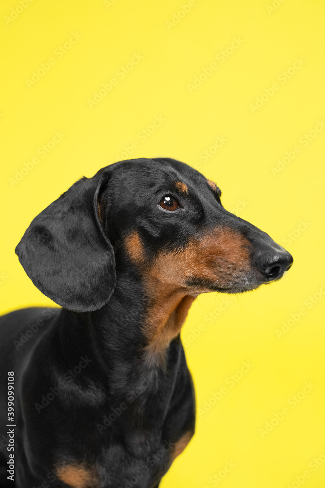 vertical portrait of a cute Dachshund dog, black and tan, on a trended yellow background.