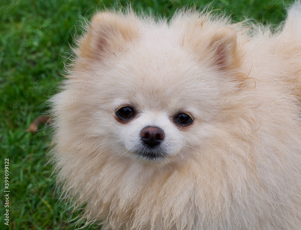 Close up of lovely honey coloured pomeranian dog against grass background Close up of lovely honey coloured pomeranian dog against grass background
