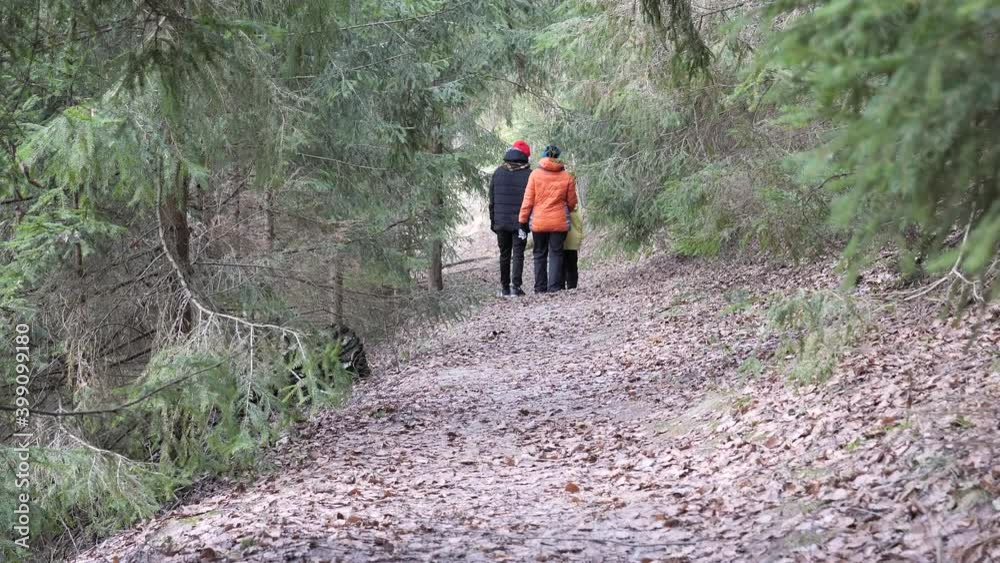 family walking trekking in the spruce forest family walking trekking in the spruce forest