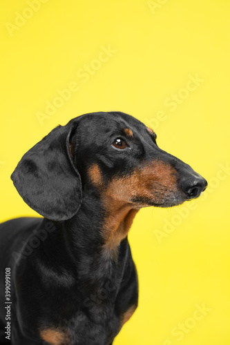 vertical portrait of a cute Dachshund dog  black and tan  on a trended yellow background.