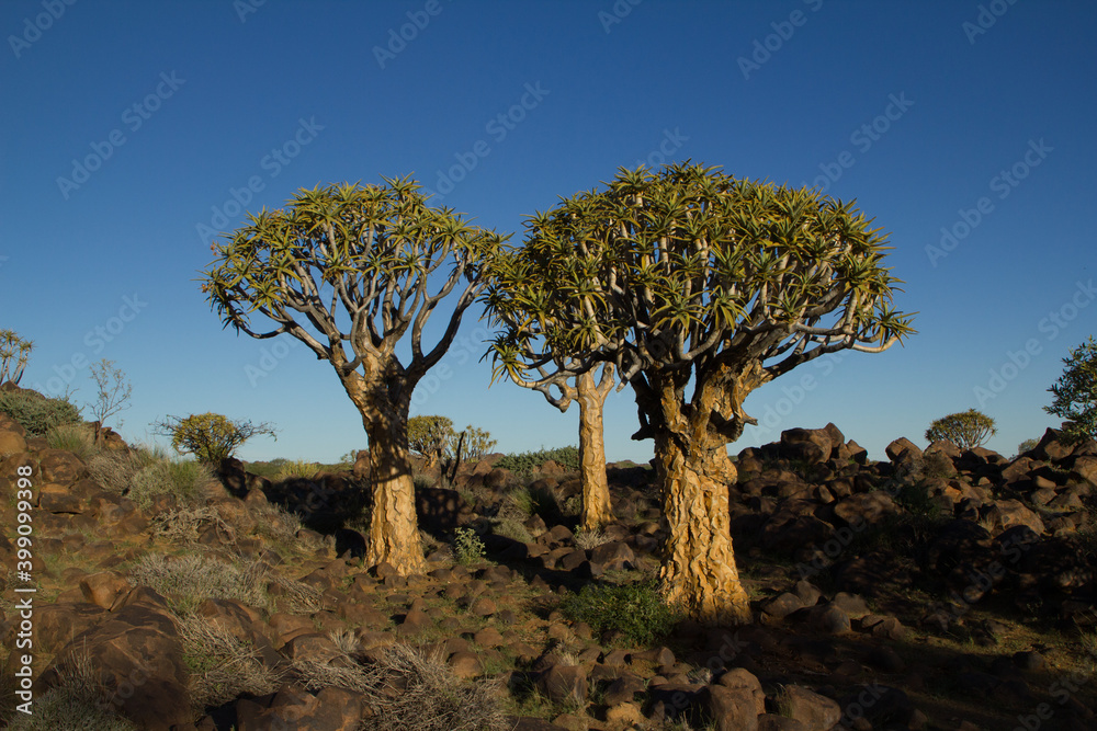 Köcherbaum Wald in Namibia